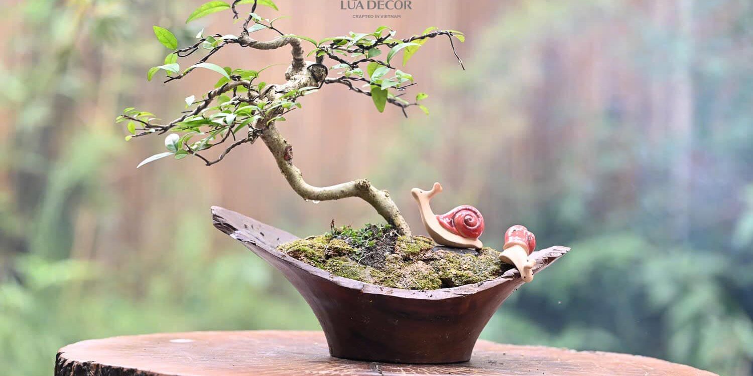 Lua va Bonsai 8