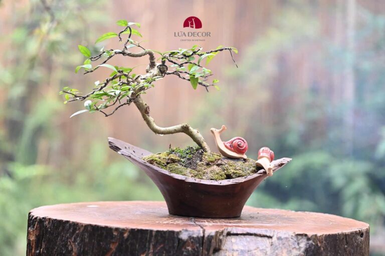 Lua va Bonsai 8